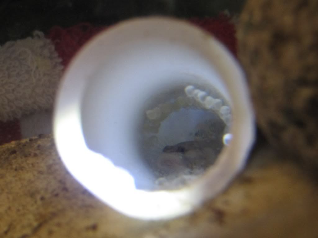 duospiluseggs012.jpg