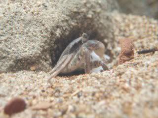 crab1_320x240.jpg