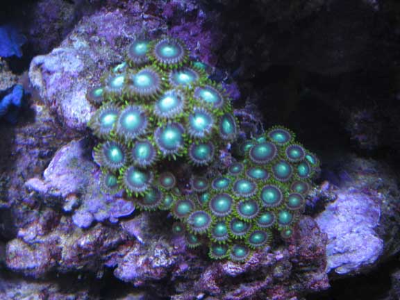 Oct2010Zoos2.jpg