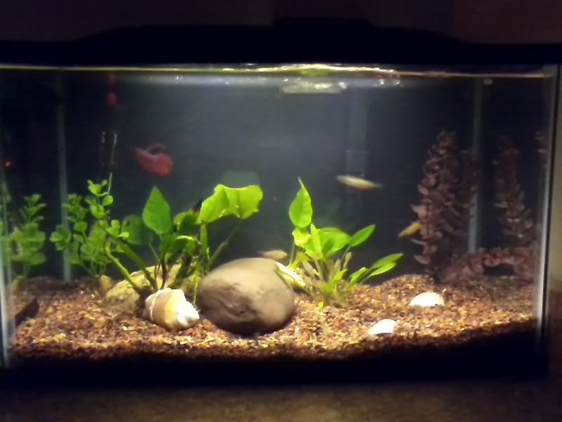 10GAL2_zps07211107.jpg