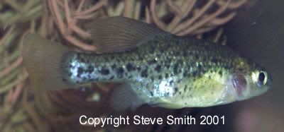 smallfish.jpg