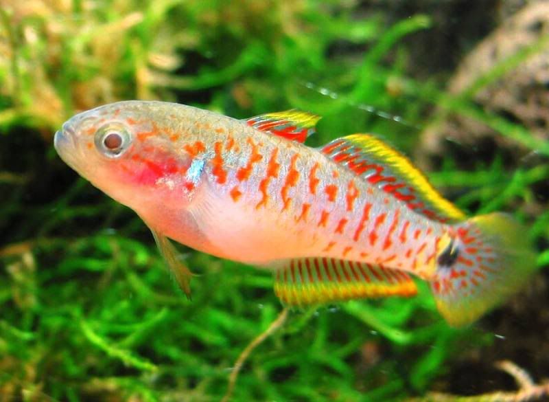 peacockgudgeon2.jpg