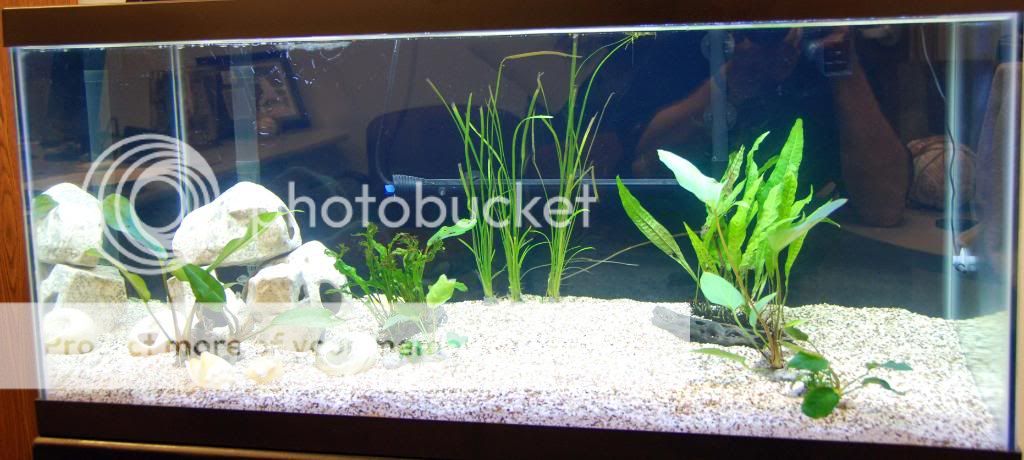 40GallonBreeder_EntireTankCompEndInPlace.jpg