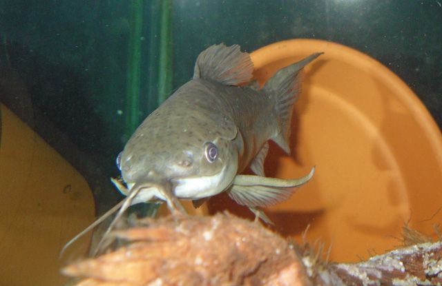 Hoplo-1.jpg