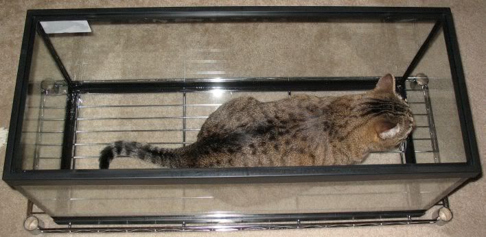Shelf.jpg
