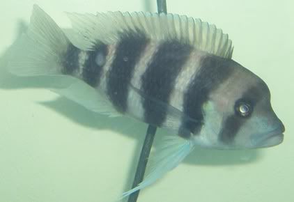 Fish2001.jpg