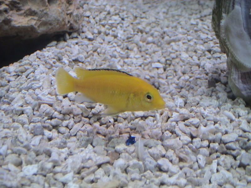 fish012.jpg