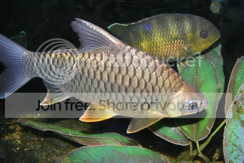 lemonfinnedbarb15-09-09.jpg