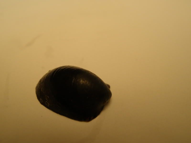 batmannerite02.jpg
