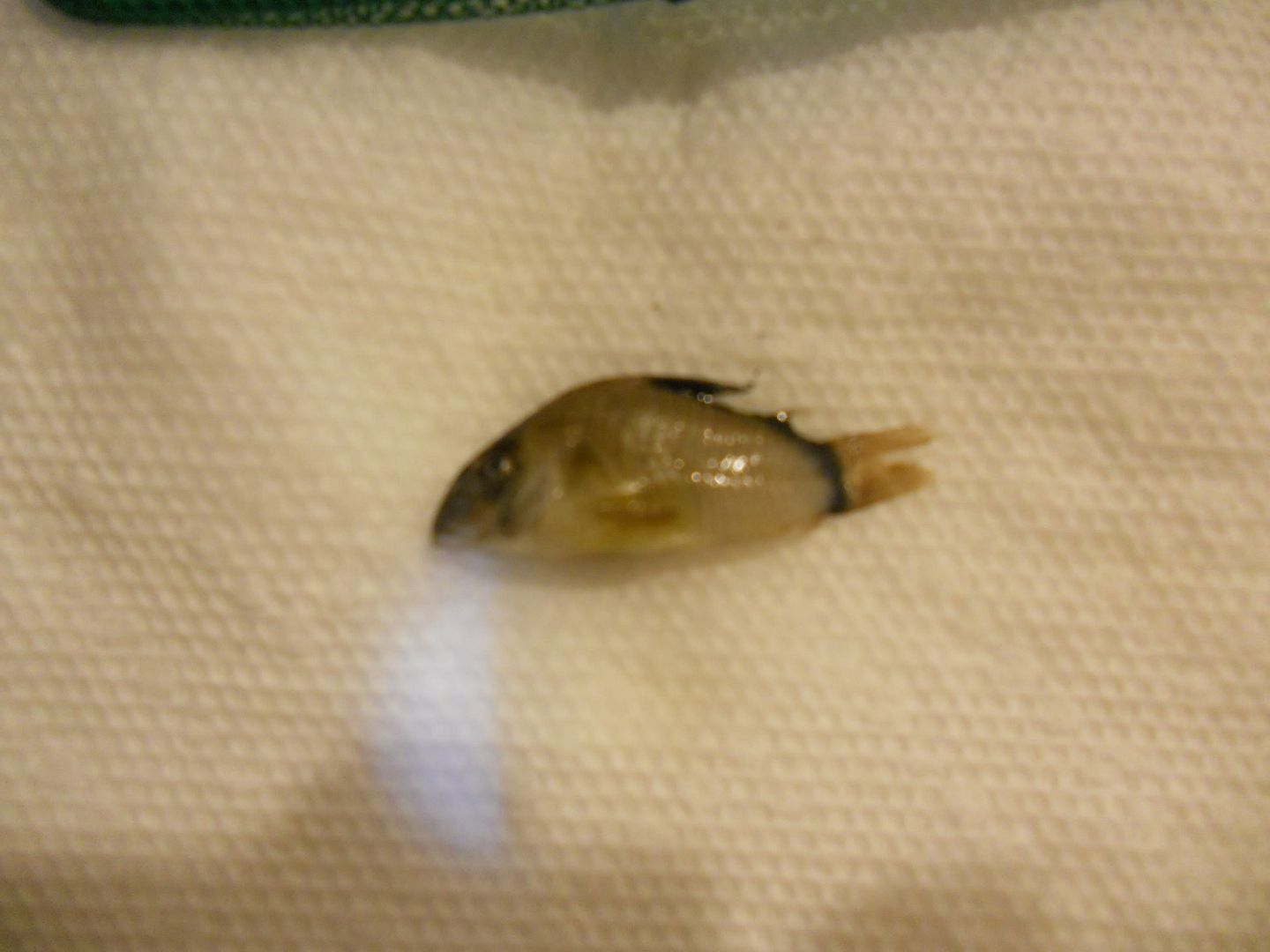 HELP! My Cory Pandas are dying one by one. | AquariaCentral.com