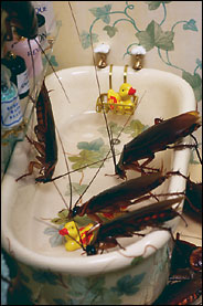 25roach.184.jpg