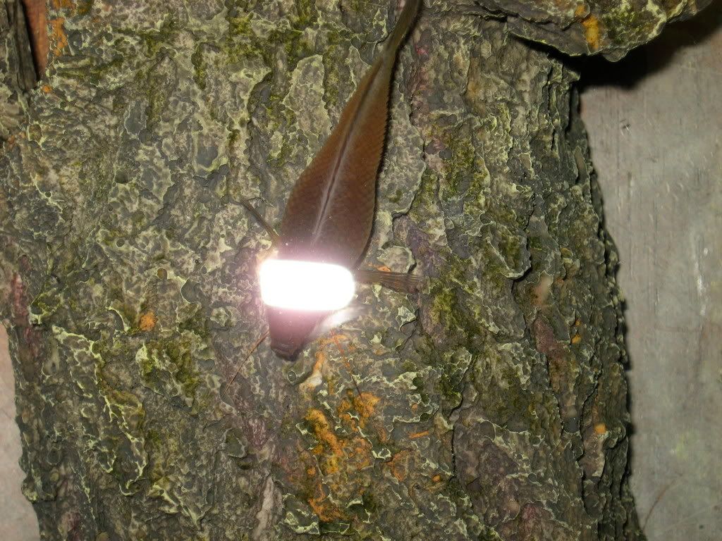 IMG_0569.jpg