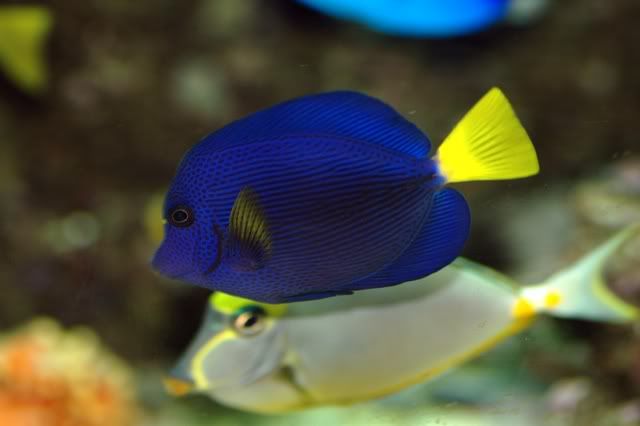 Purpletang.jpg