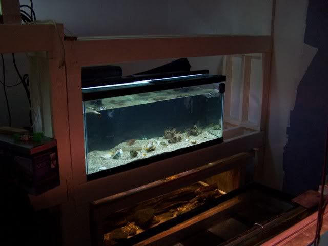 fishwall025.jpg