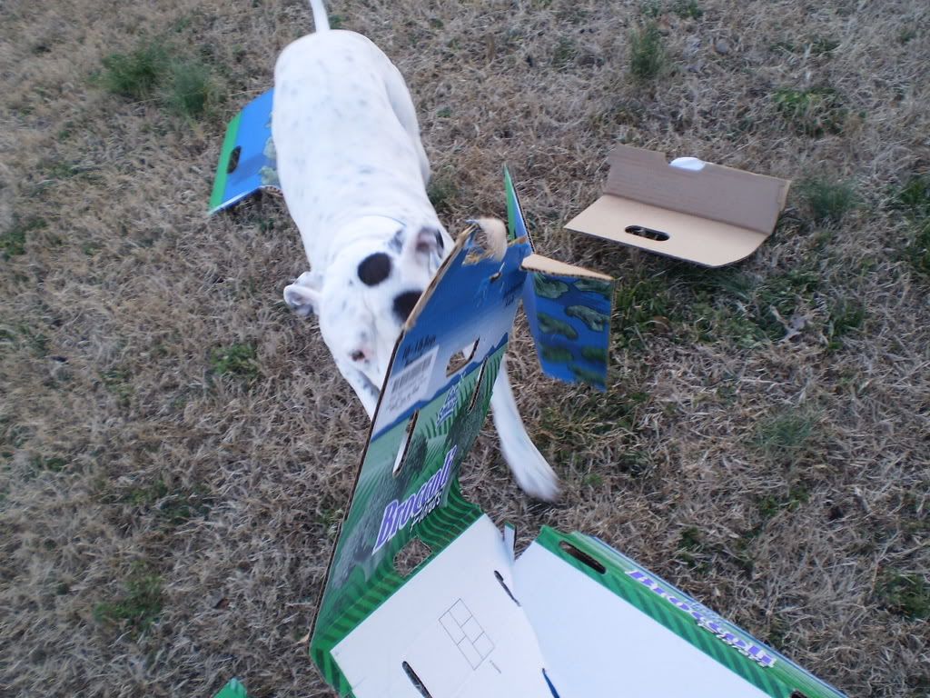 P2060022.jpg