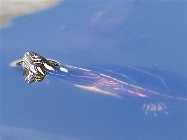 100_0648Small.jpg