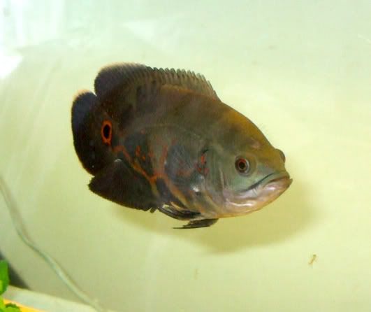 gomex3dec2010.jpg
