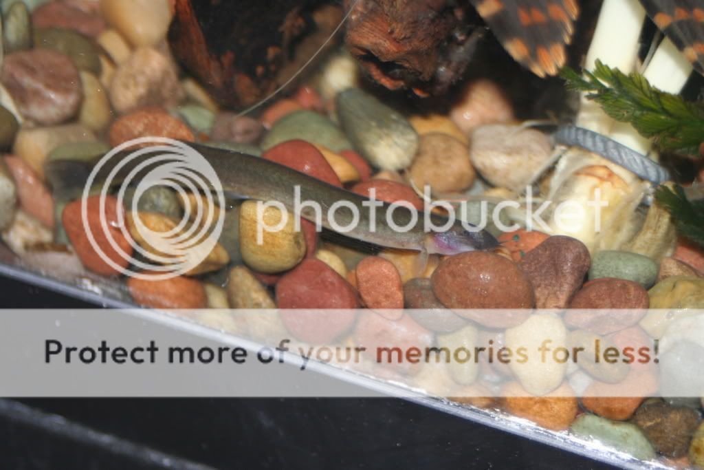 loach002.jpg