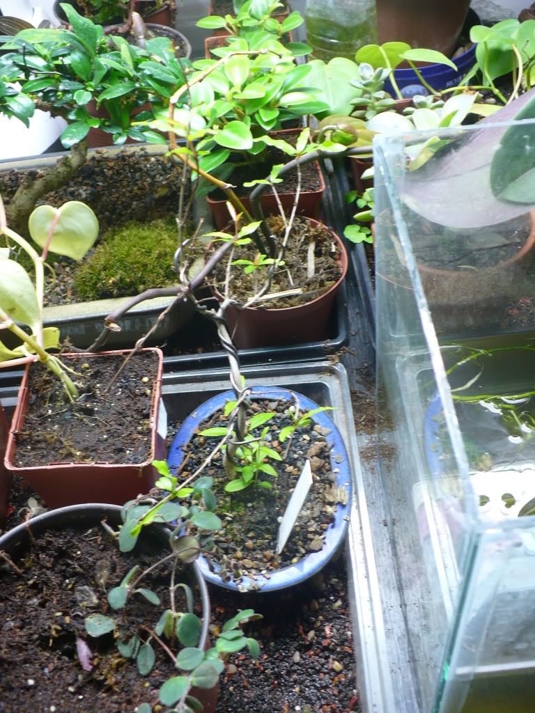 P1050229.jpg