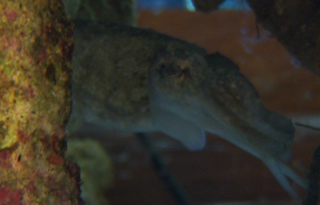 cuttlefish.png