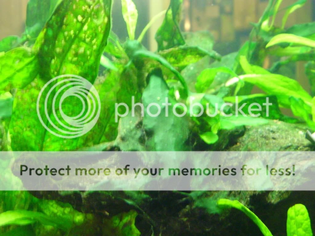 Hydrogen Peroxide vs. Cyanobacteria