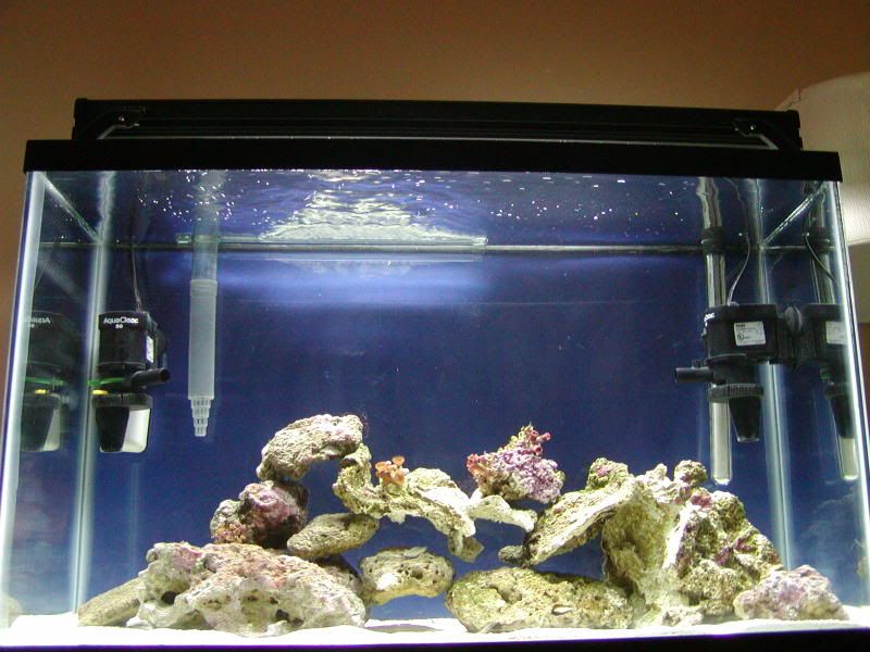 reef005.jpg