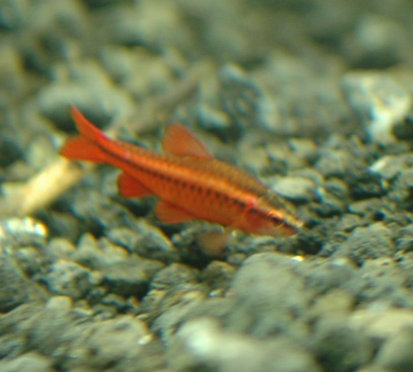 cherry_barb_close1.jpg