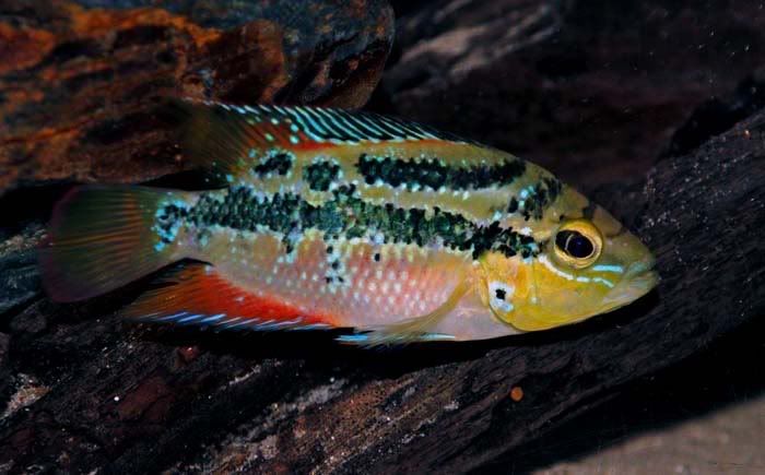 Fish.jpg