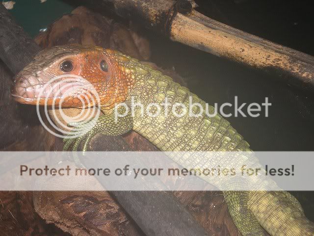 fish20078.jpg