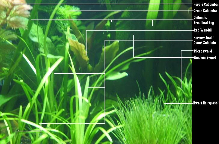 plantcenter.jpg