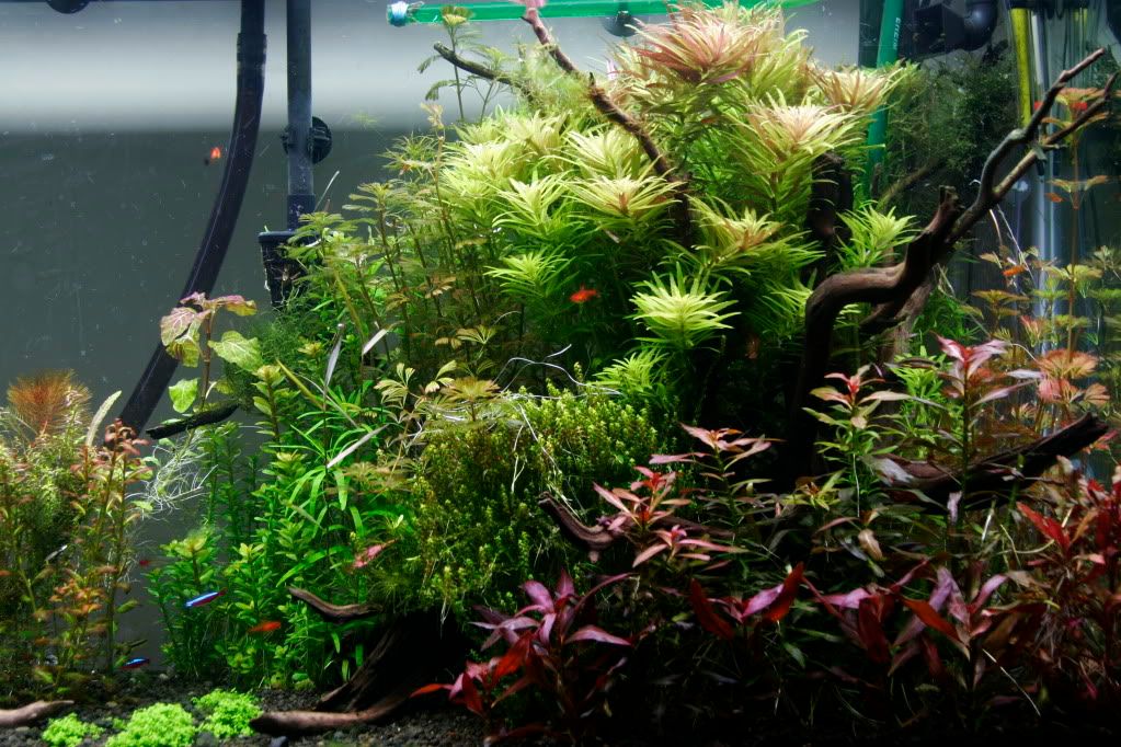 60gAquarium05-13-09009.jpg