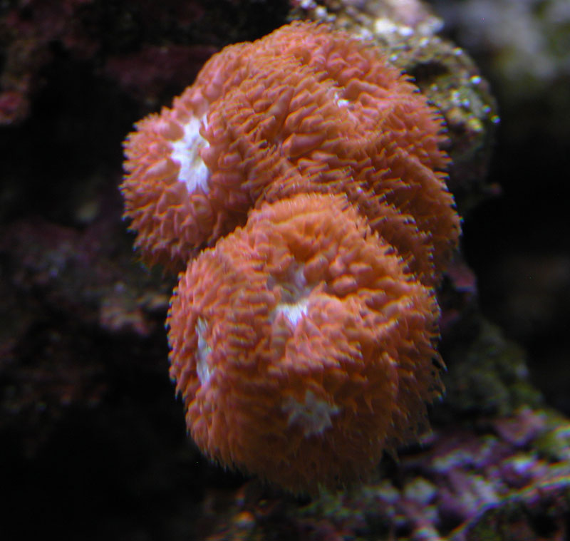 2854459960_027bd96c8a_o.jpg