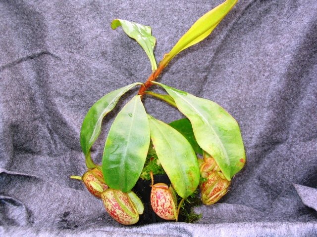 ampullaria.jpg