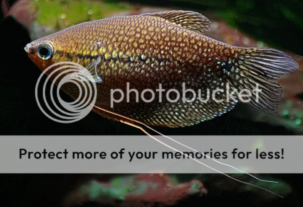 gourami16.jpg