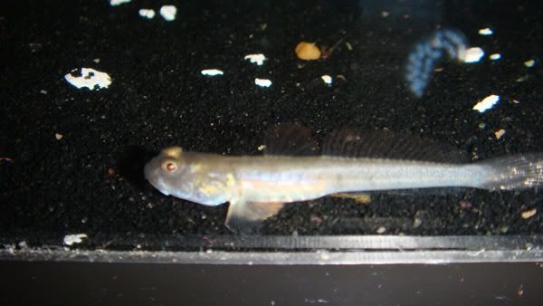 600goby.jpg