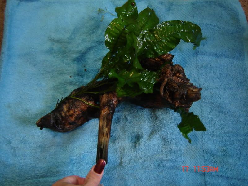 DSC08924.jpg