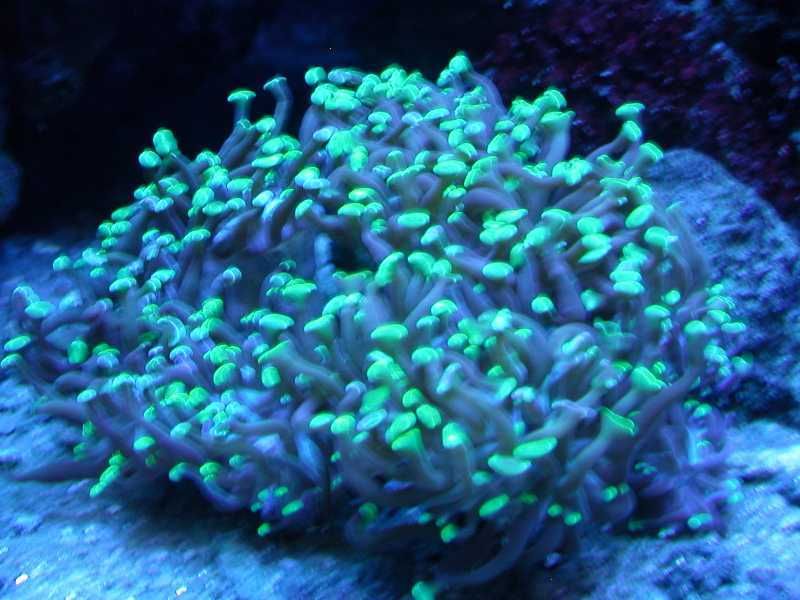 ActinicBranch.jpg