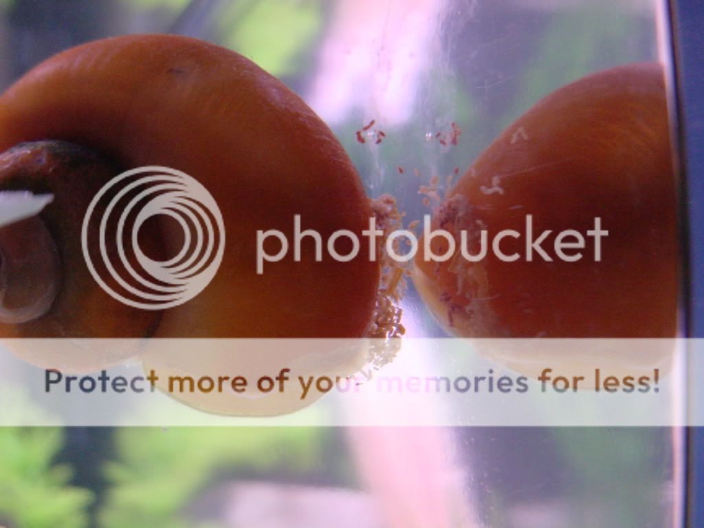 Snail Vomit? or snail younglings?