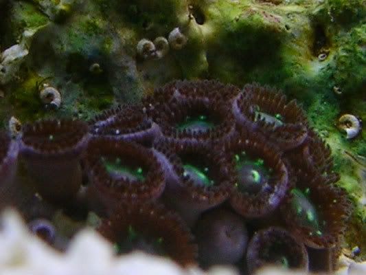 zoamacro_0707.jpg