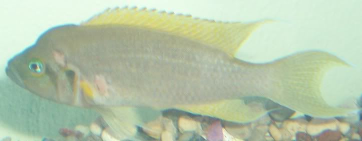 Fish2015.jpg
