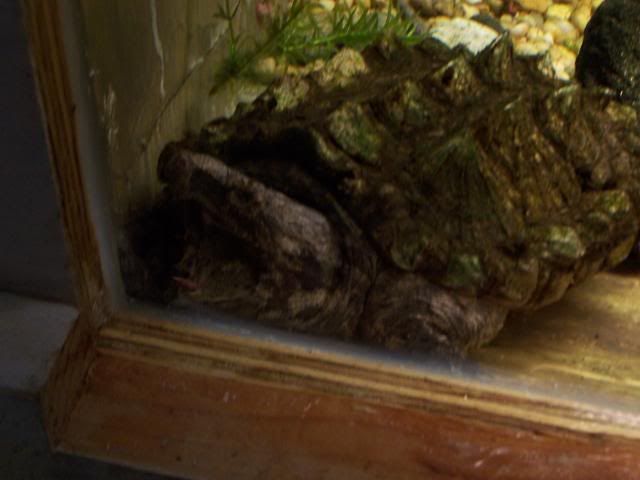 fishwall047.jpg