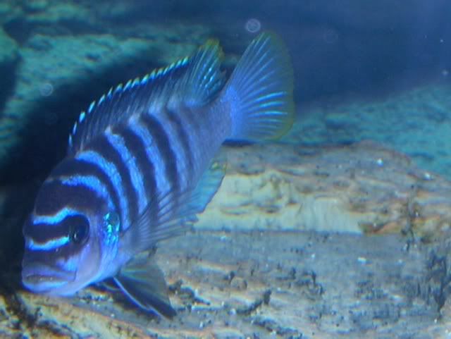 chilumba5.jpg