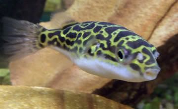 puffer.jpg