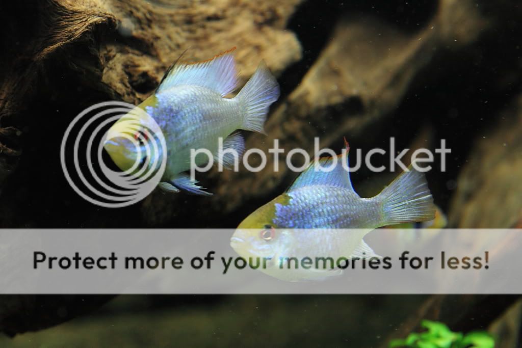 PictureT1i_3078_2.jpg