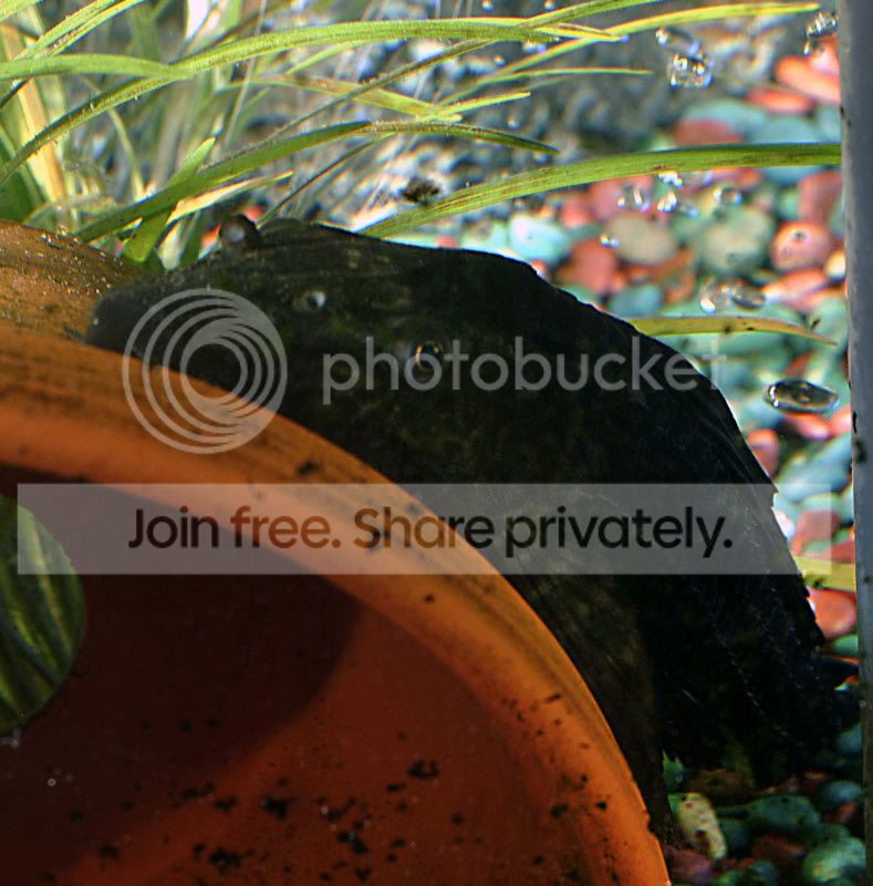 pleco2.jpg
