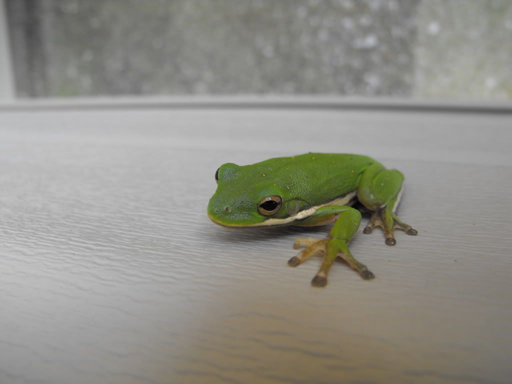 Animals022.jpg