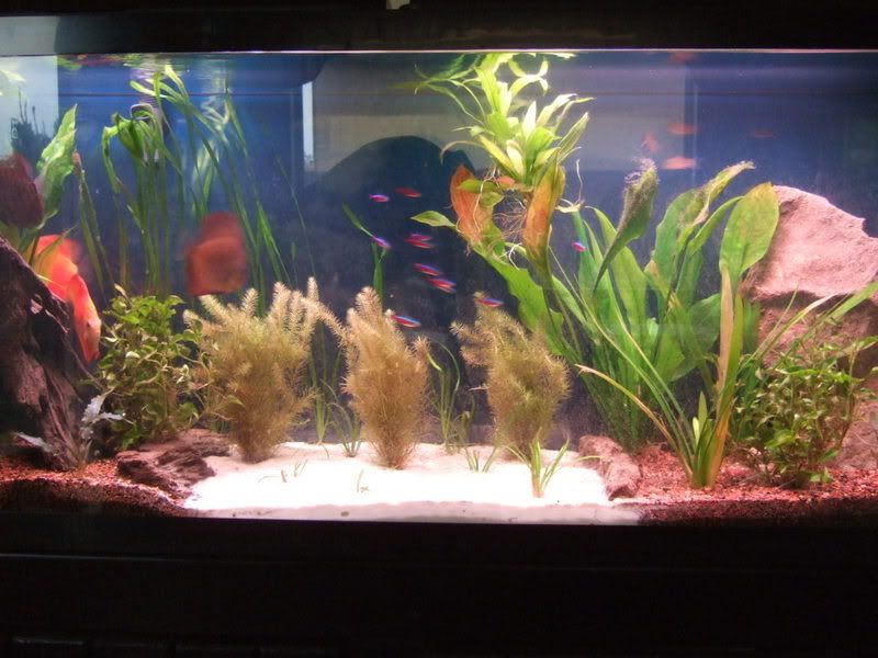 Discus_Tank.jpg