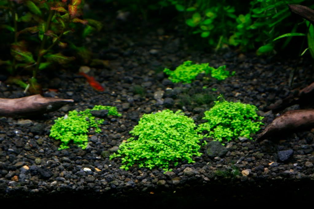 60gAquarium05-13-09013.jpg