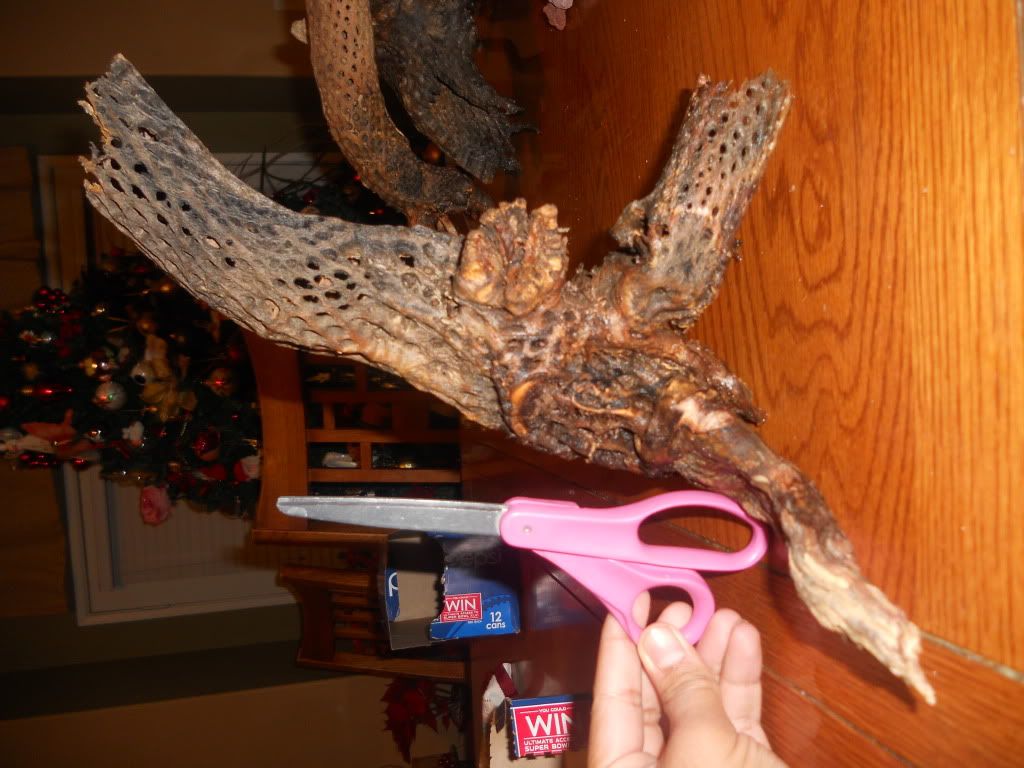 DSCN6084.jpg