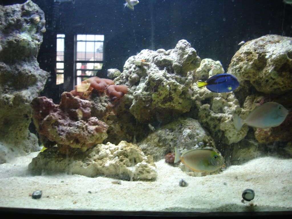 tangs.jpg